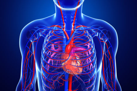 Human Heart Anatomy IVC Filter