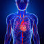 Human Heart Anatomy IVC Filter