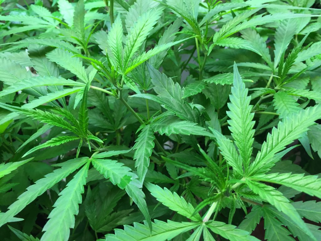 Marijuana_Plant