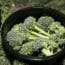 Mary's Harvest Recalls Kale & Broccoli Slaw for Listeria Risk
