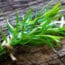 Spicely Organics Tarragon Recalled for Salmonella Risk