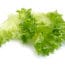 California Lettuce E. Coli Outbreak Sickens 52 People