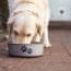 Labrador Eating from Dog Bowl