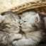 'Kitten Grind' Raw Food Recalled After 2 Kitten Deaths