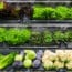 Listeria Found in Leafy Greens at Major Supermarkets