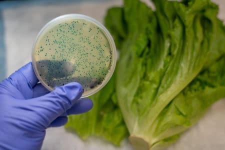 Another Year, Another Thanksgiving Lettuce E. coli Outbreak