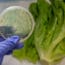 Another Year, Another Thanksgiving Lettuce E. coli Outbreak