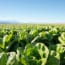 Lettuce E. Coli Outbreak Is Over After Sickening 167: CDC