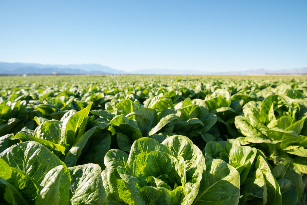 Lettuce E. Coli Outbreak Is Over After Sickening 167 CDC