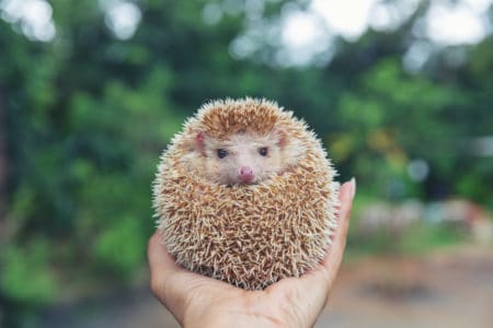 Salmonella Outbreaks Linked to Pet Hedgehogs, Bearded Dragons