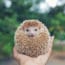 Salmonella Outbreaks Linked to Pet Hedgehogs, Bearded Dragons