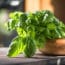 Fresh Basil Recalled in 10 States for Risk of Parasite Infections