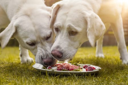 Frozen Raw Dog Food Recalled for Health Risk to Pets & Owners
