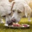Frozen Raw Dog Food Recalled for Health Risk to Pets & Owners