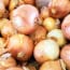 Vidalia Onions Recalled in 5 States for Listeria Risk
