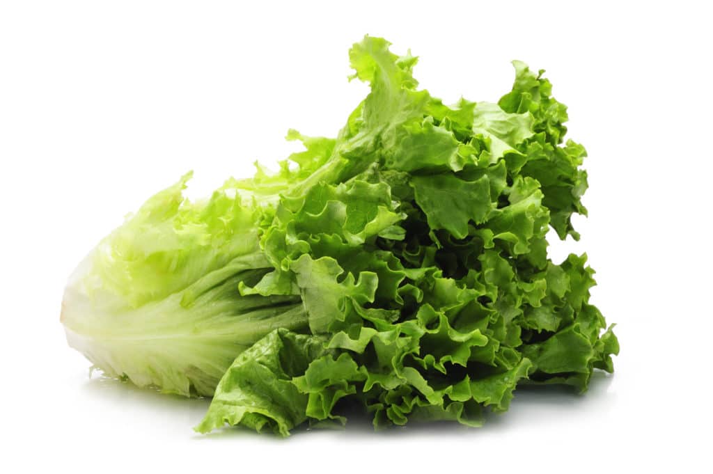 Florida Publix Stores Recall Kalera® Lettuce for Salmonella Risk