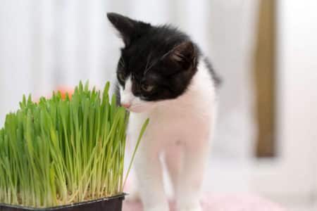 Wegmans Recalls Cat Grass, Salad Greens for Health Risk