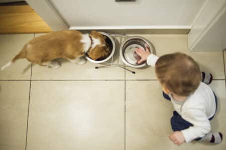 Pet Food Recalled After Babies Infected with Salmonella