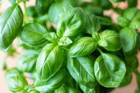 Basil Salmonella Recall Expands to Include Melissa's Fresh Basil