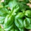 Basil Salmonella Recall Expands to Include Melissa's Fresh Basil