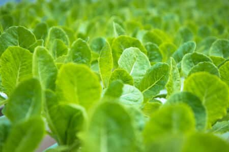 Baby Arugula Recalled at Publix for Salmonella Risk