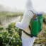 EPA Bans Dacthal (DCPA) Weed-Killer Linked to Pregnancy Risks