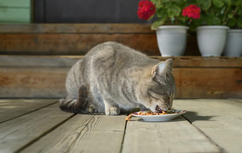 Savage Cat Food Recalled After Bird Flu Deaths in Cats