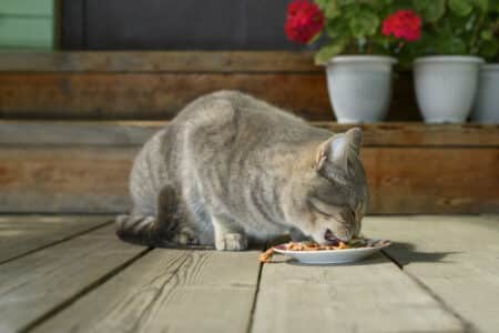 Savage Cat Food Recalled After Bird Flu Deaths in Cats