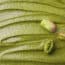 Emek Pistachio Cream Linked to Salmonella Outbreak in 2 States