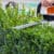 Ryobi Cordless Hedge Trimmers Recalled After 16 People Injured