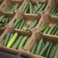 Fuentes Farms Recalls Cucumbers in Texas for Salmonella Risk