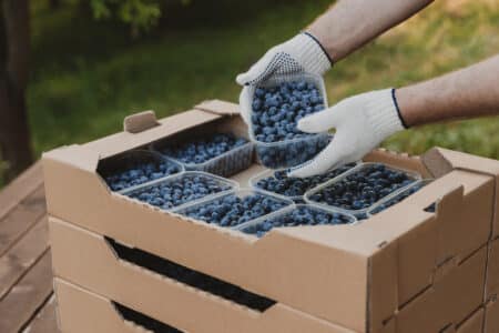 Organic Blueberries Recalled for Listeria Risk