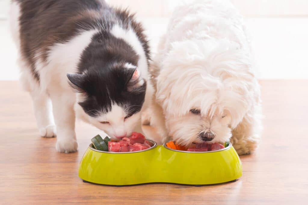 Viva Raw Dog & Cat Foods Recalled for Pet and Human Illness Risks