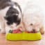 Viva Raw Dog & Cat Foods Recalled for Pet and Human Illness Risks