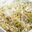 Alfalfa Sprouts Recalled After E. Coli, Salmonella Outbreak Sickens 55 People