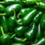 Jalapeño Salmonella Outbreak Sickens 345 in 27 States