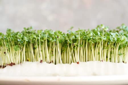 Gardeners Basics Joins Broccoli Seed Recall for Salmonella