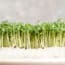 Gardeners Basics Joins Broccoli Seed Recall for Salmonella